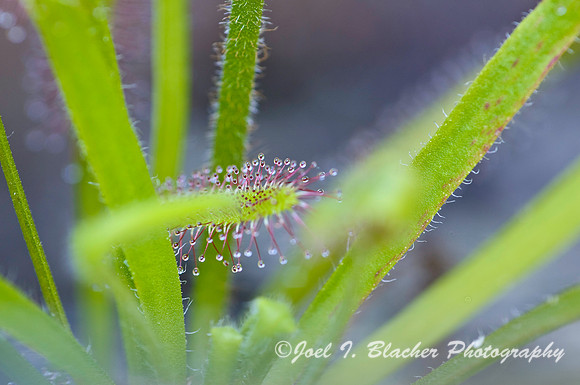 Drosera sp 1