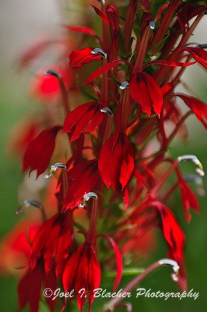 Cardinal Flower, Marietta, GA
