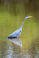 Shorebirds and Waders