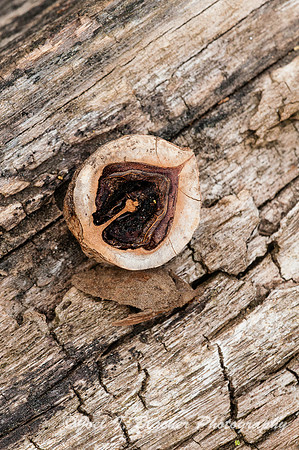 Hickory Nut-Big Trees