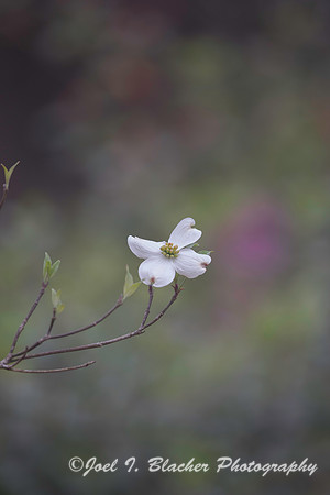 Carolina Dogwood 3-26 3