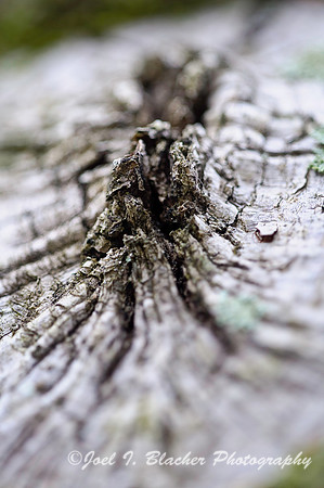 Tree Bark Fissure.jpg