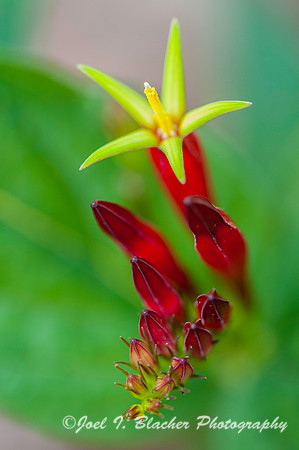 Indian Pink Spigela marilandica 1