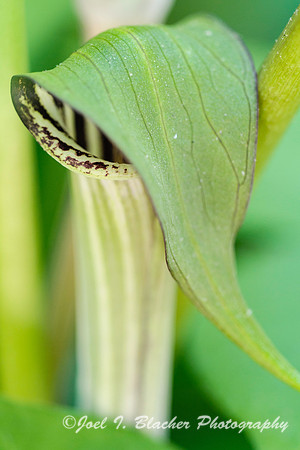 Jack-in-the-Pulpit  1