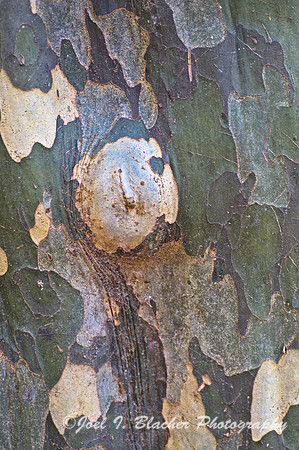 Crape Myrtle 1, Big Trees.jpg