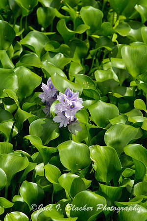 Water Hyacinth 1.jpg