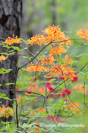 Azaleas at Big Trees 1