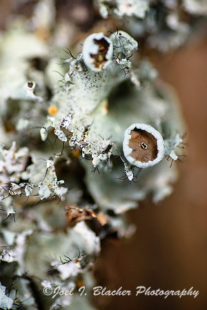 Cup Lichen Big Trees 1