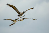 Shorebirds and Waders