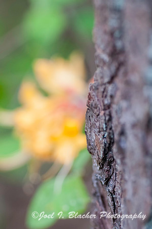 Pine Fronting Azaleas-Big Trees