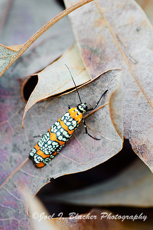 Ailanthus Webworm Moth.jpg