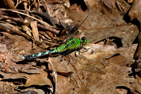Arachnids, Insects, and Other Inverts