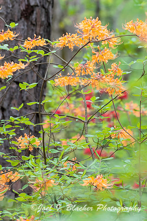 Azaleas at Big Trees 2