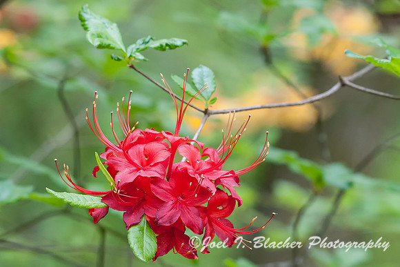 Azaleas at Big Trees 4