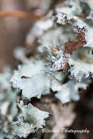 Lichen Big Trees 1