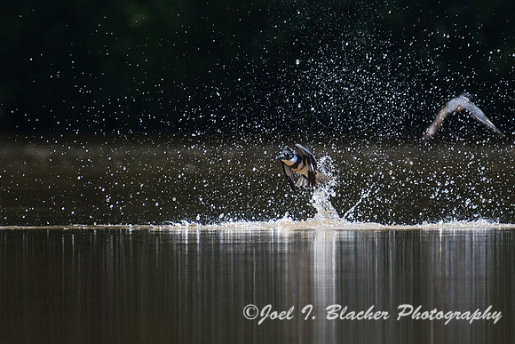 Kingfisher 3 Chattahoochee Mile 314