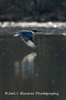 Songbirds