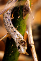 Reptiles & Amphibians