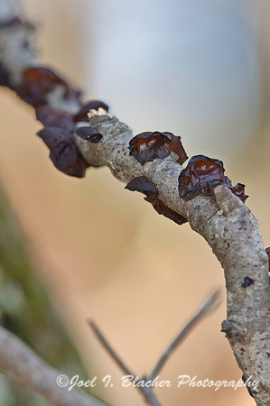 Brown Jelly Fungus, Red Top.jpg