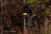 Raptors