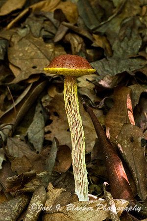 Shaggy-stalked Bolete, Moccasin Creek.jpg