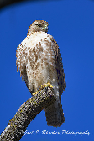 Red-shouldered-Hawk-2