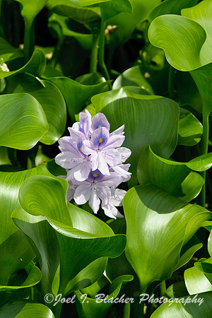 Water Hyacinth 2.jpg