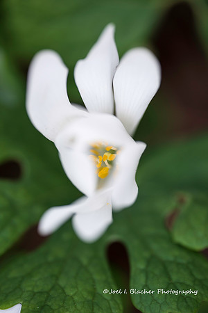 Bloodroot Flowering 2 WM