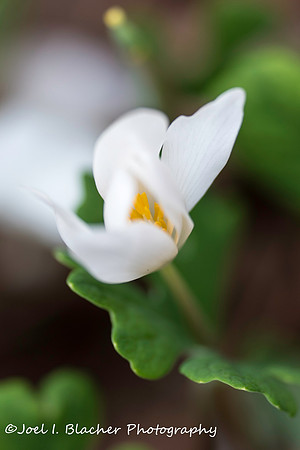 Bloodroot Flowering