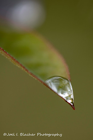 Water Droplet on Blueberry WM