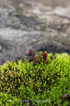 Moss Sporangia WM