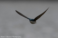 Songbirds