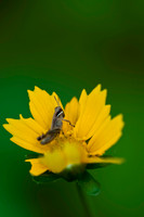 Arachnids, Insects, and Other Inverts