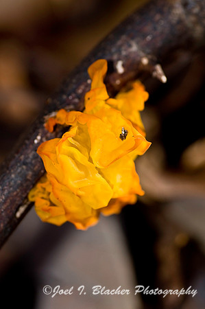 Witch's Butter, Big Trees.jpg