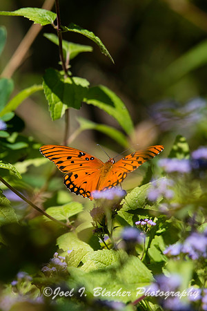 Gulf Frittilary on Asters 2