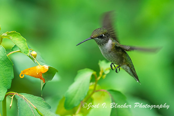 Ruby-throated-Hummingbird-Female-Jewel-Weed2