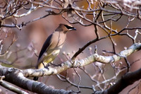 Songbirds