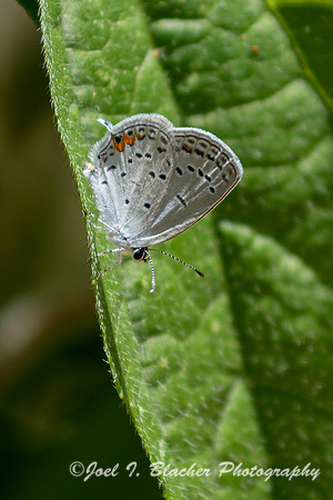 Eastern Tailed Blue