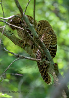 Raptors