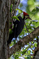 Woodpeckers and Nuthatches