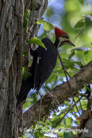 Plieated Woodpecker-Chattahoochee Gold BranchWM