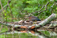Shorebirds and Waders