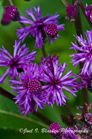 Tall Ironweed 2, Cochran Shoals.jpg