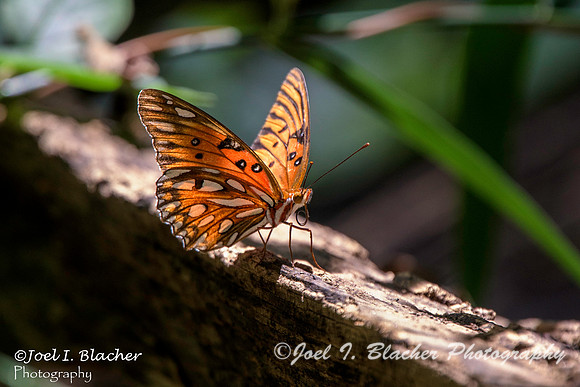 Gulf Fritillary-Big TreesWM