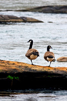 Ducks, Geese, Grebes and related