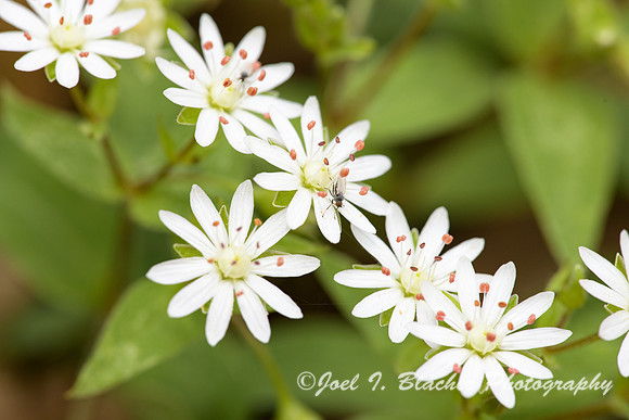 Star-Chickweed-2-Stellaria-pubera