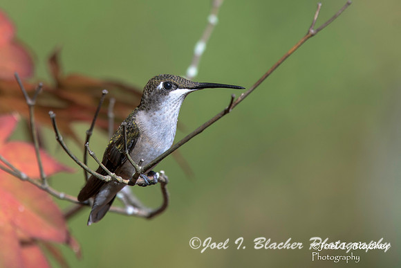 Female Ruby-throated Hummingbird in Maple 2