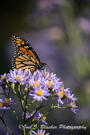 Monarch on GA Asters 2WM