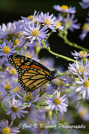 Monarch on GA Asters 3