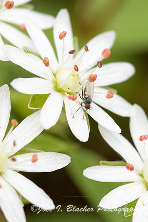 Star-Chickweed-Stellaria-pubera